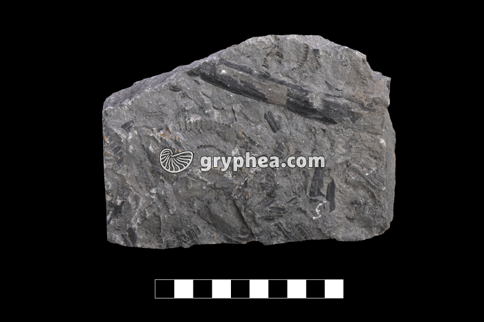 Schiste houiller avec débris végétaux fossiles - gryphea.org